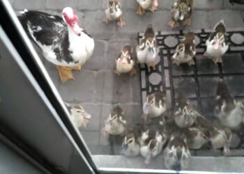 Quand naissent les bébés canards ?