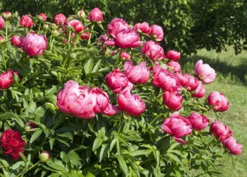 Quand offrir des pivoines ?