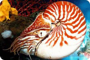 Quand ont disparu les ammonites ?