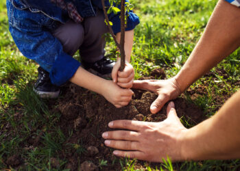 Quand planter arbre Pampa ?