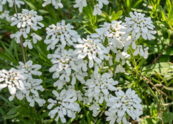 Quand planter de la corbeille d'argent ?