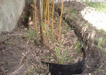 Quand planter des bambous en pleine terre ?