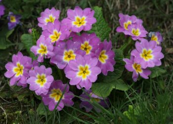 Quand planter des fleurs sauvages ?