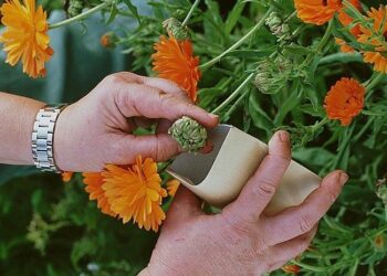 Quand planter des graines de fleurs des champs ?