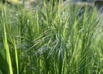 Quand planter des graminées ?