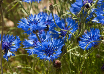 Quand planter des pieds de bleuets ?