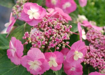 Quand planter et replanter un hortensia ?