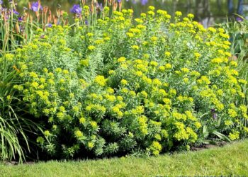 Quand planter les euphorbes ?