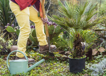 Quand planter un euphorbe en pleine terre ?