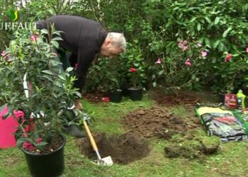 Quand planter un noyer en pleine terre ?