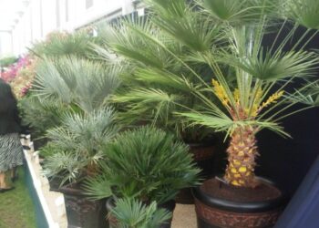 Quand planter un palmier dans le Nord ?