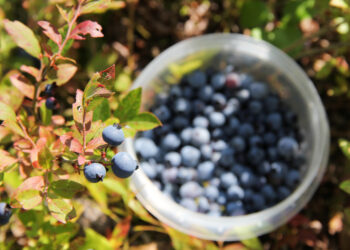 Quand poussent les bleuets ?