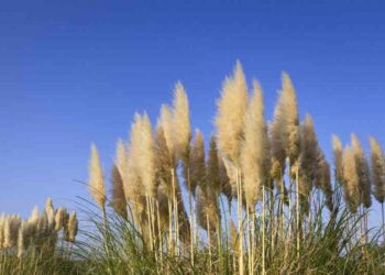 Quand ramasser Pampa ?