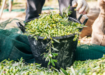 Quand ramasser des Pampas ?