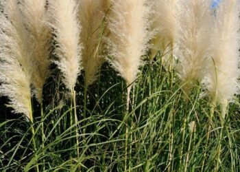 Quand ramasser herbe de la pampa ?