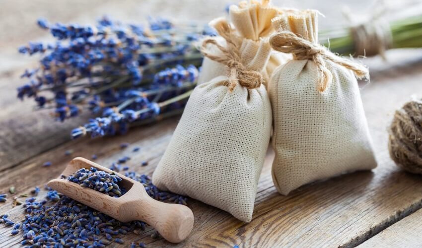 Quand ramasser la lavande pour la mettre en sachet