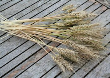 Quand ramasser le blé Porte-bonheur ?