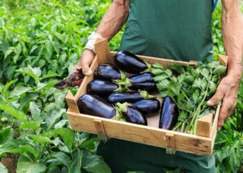 Quand récolter aubergine Mure ?