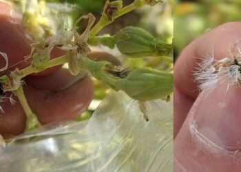 Quand récupérer les graines de moutarde ?