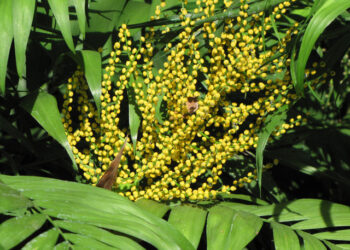 Quand rempoter un Chamaedorea elegans ?