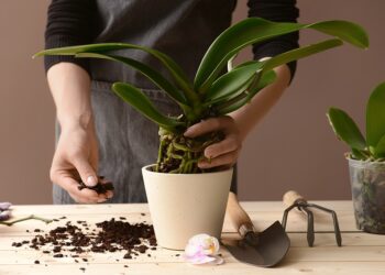 Quand rempoter une orchidée ?