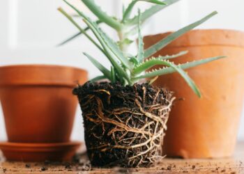 Quand rempoter une plante ananas ?