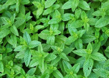 Quand repousse la menthe ?