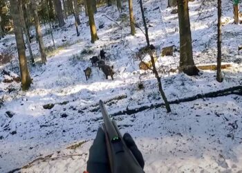 Quand s'arrête la chasse en 2022 ?