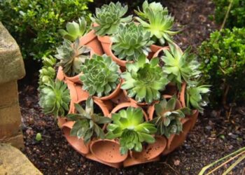 Quand sortir les pots de fleurs ?