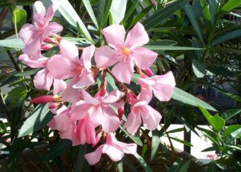 Quand tailler le lin vivace ?