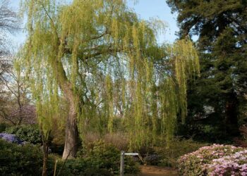 Quand tailler le saule chaton ?