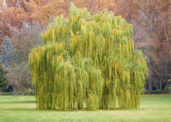 Quand tailler un saule chaton ?