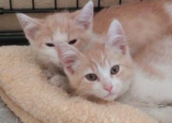 Quand tombent les chatons des bouleaux ?