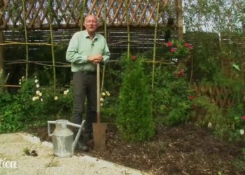 Quand transplanter un conifère ?