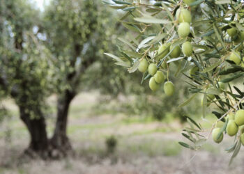 Quand un olivier donne des fruits ?