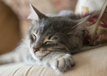 Quand vermifuger un chat d'intérieur ?