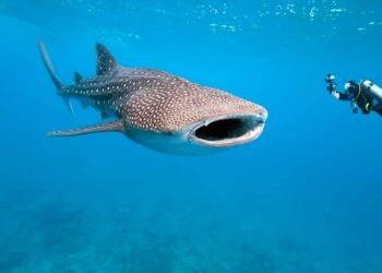 Quand voir des requins baleines au Mexique ?