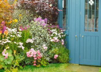 Quel Fleur mettre devant sa maison ?