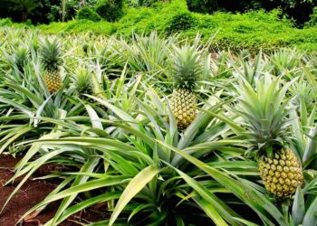 Quel Terre faut pour un ananas ?