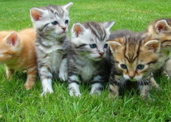 Quel accessoire pour un chaton ?