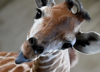 Quel âge a la girafe ?