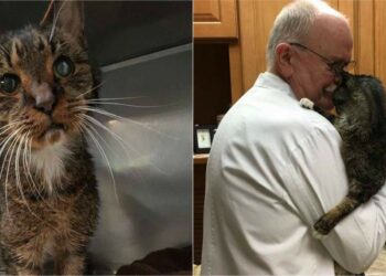 Quel âge a un chat de 15 ans ?