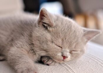 Quel âge litière chaton ?