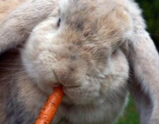 Quel aliment peut tuer un lapin ?