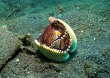 Quel animal a 3 cœurs et 9 cerveaux ?