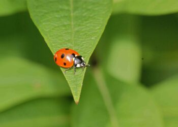 Quel animal a 7 cœurs ?