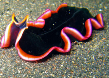 Quel animal a le pénis le plus grand ?