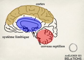 Quel animal a trois cerveaux ?