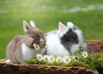 Quel animal de compagnie pour un lapin nain ?