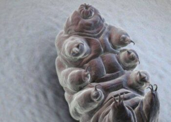 Quel animal descend le plus profond ?